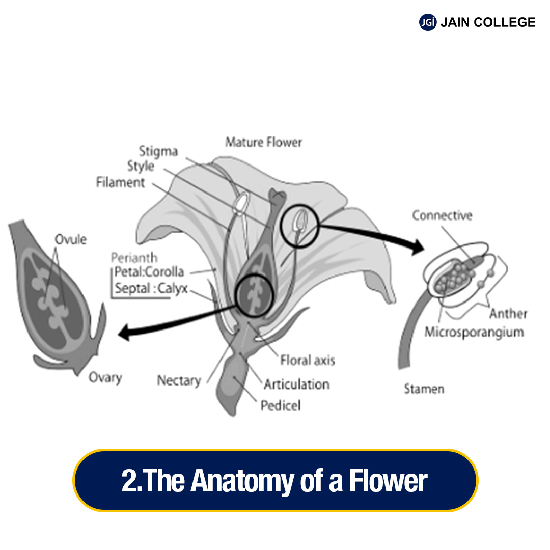 Anatomy of a Flower