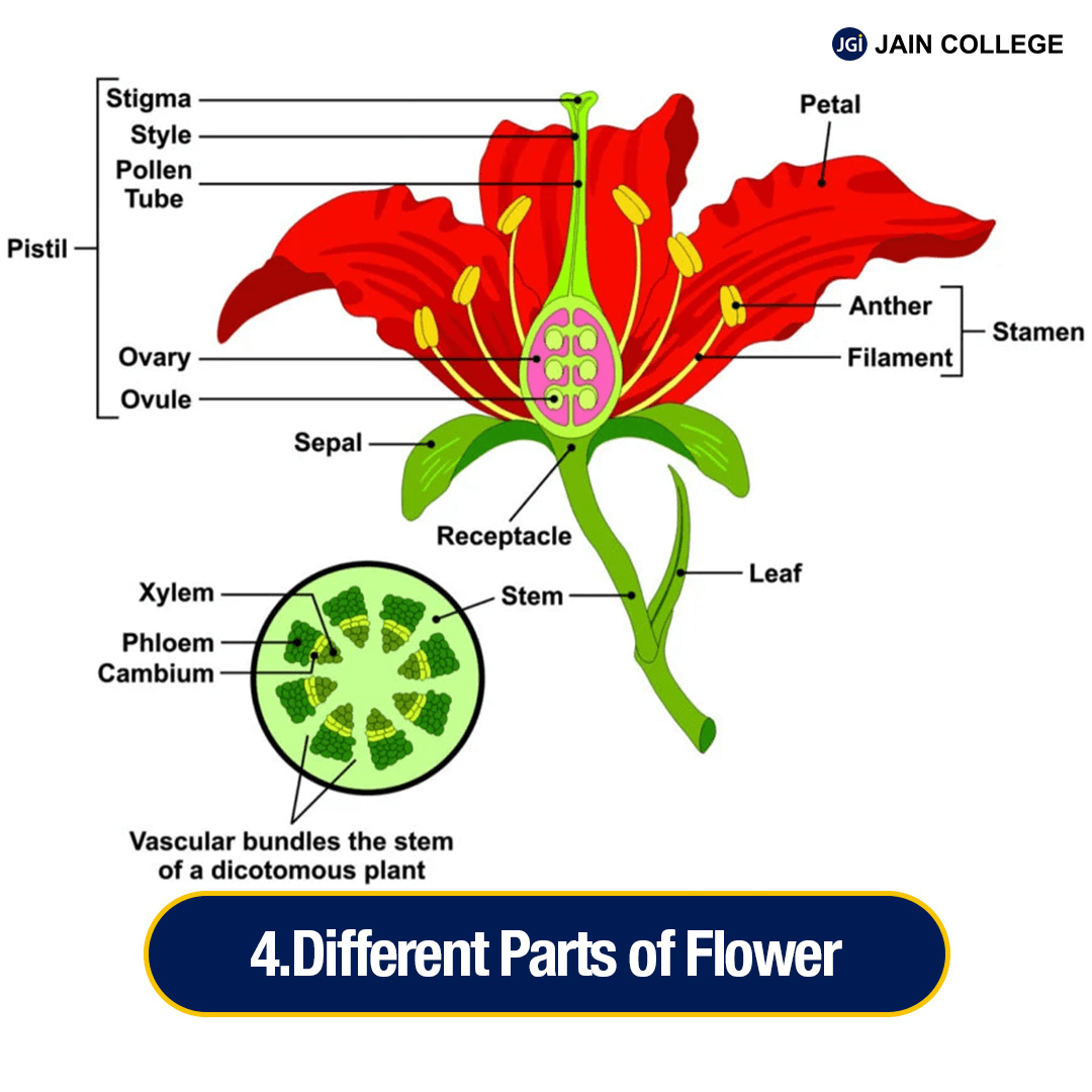 Different Parts of a Flower