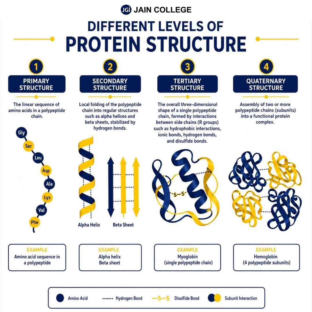 Protein structure diagram illustrating primary, secondary, tertiary, and quaternary levels