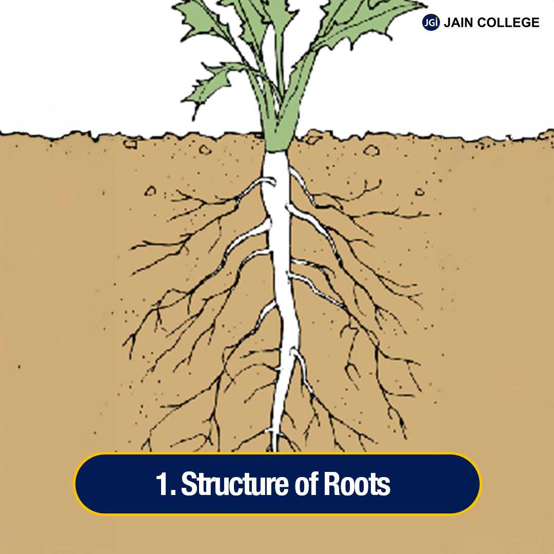 Structure and Function of Plants