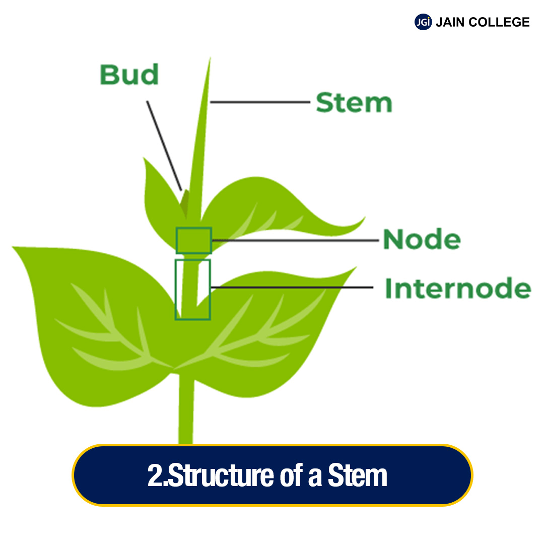 Structure and Function of Plants