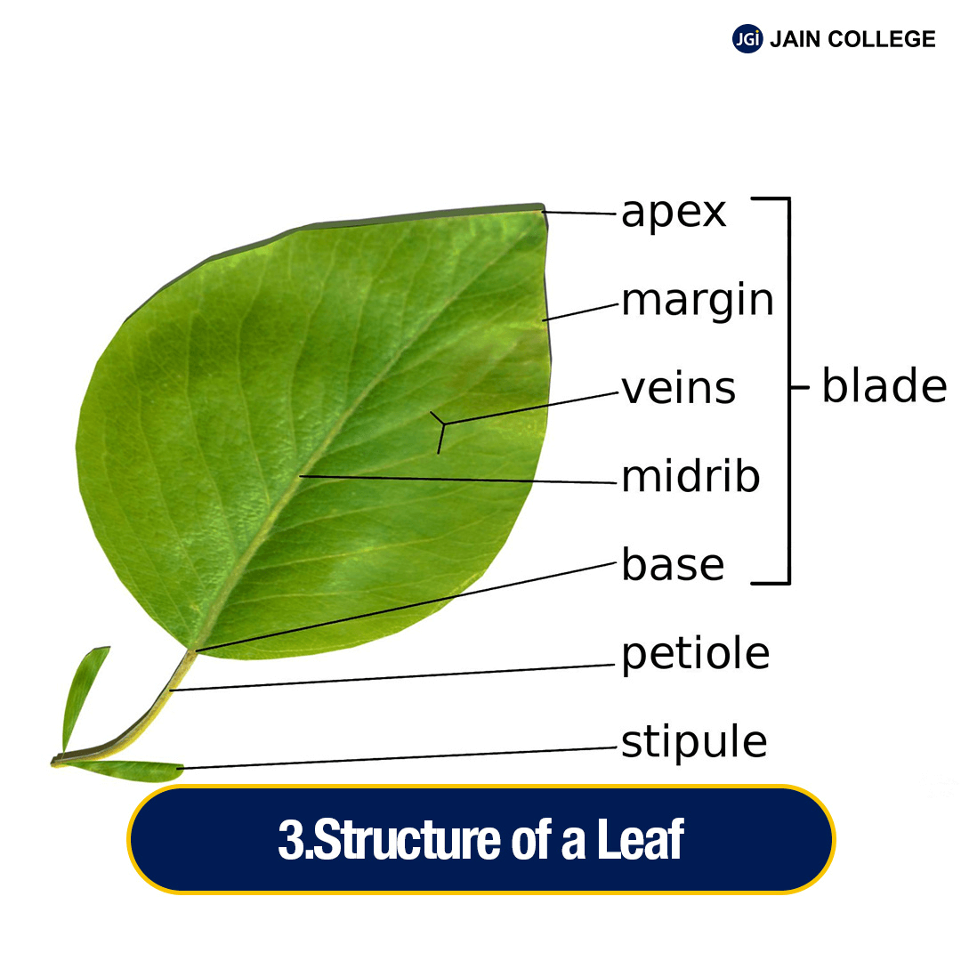 Structure and Function of Plants