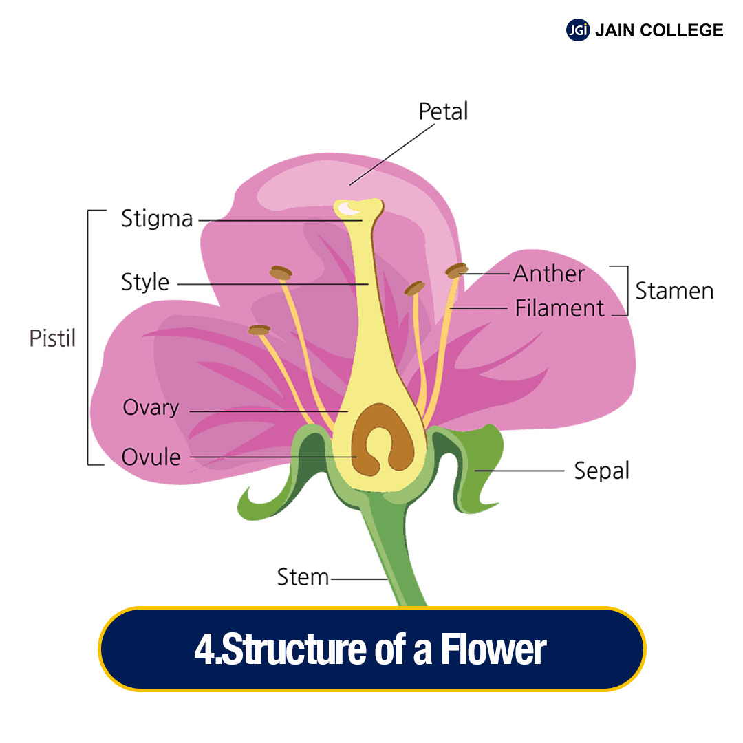 Structure and Function of Plants