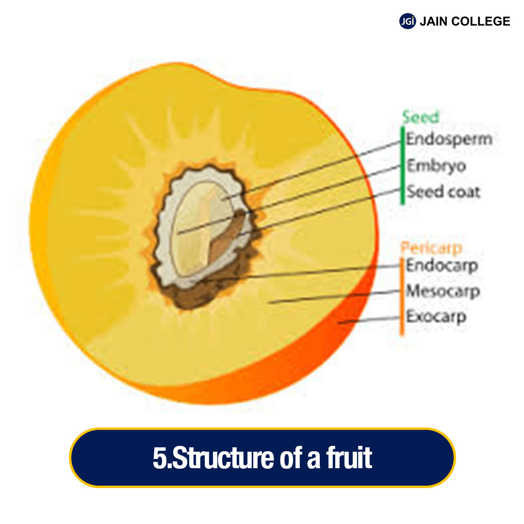 Structure and Function of Plants